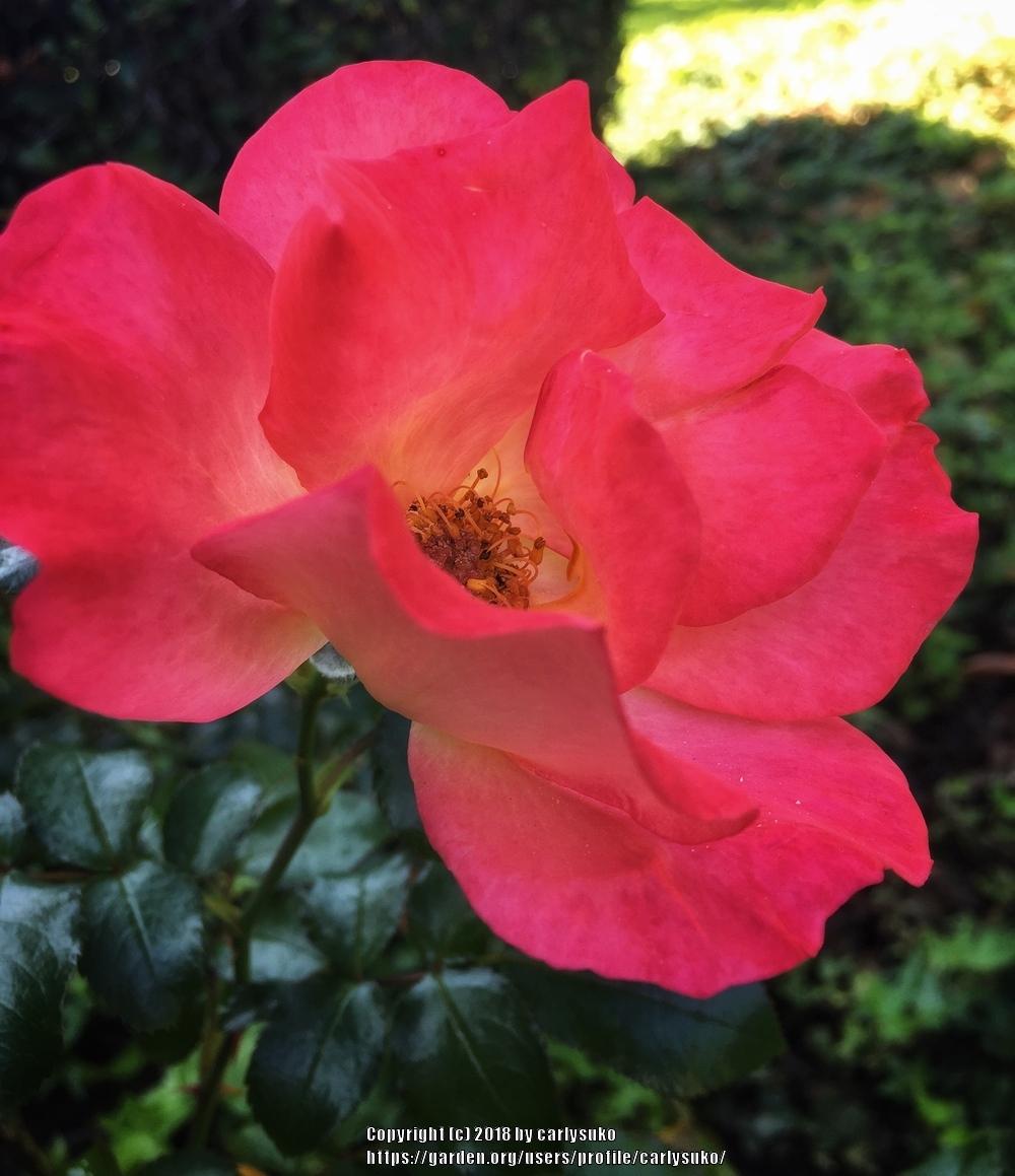 Photo of Rose (Rosa 'Playboy') uploaded by carlysuko
