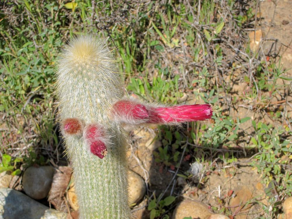 Photo of Silver Torch (Borzicactus strausii) uploaded by Baja_Costero