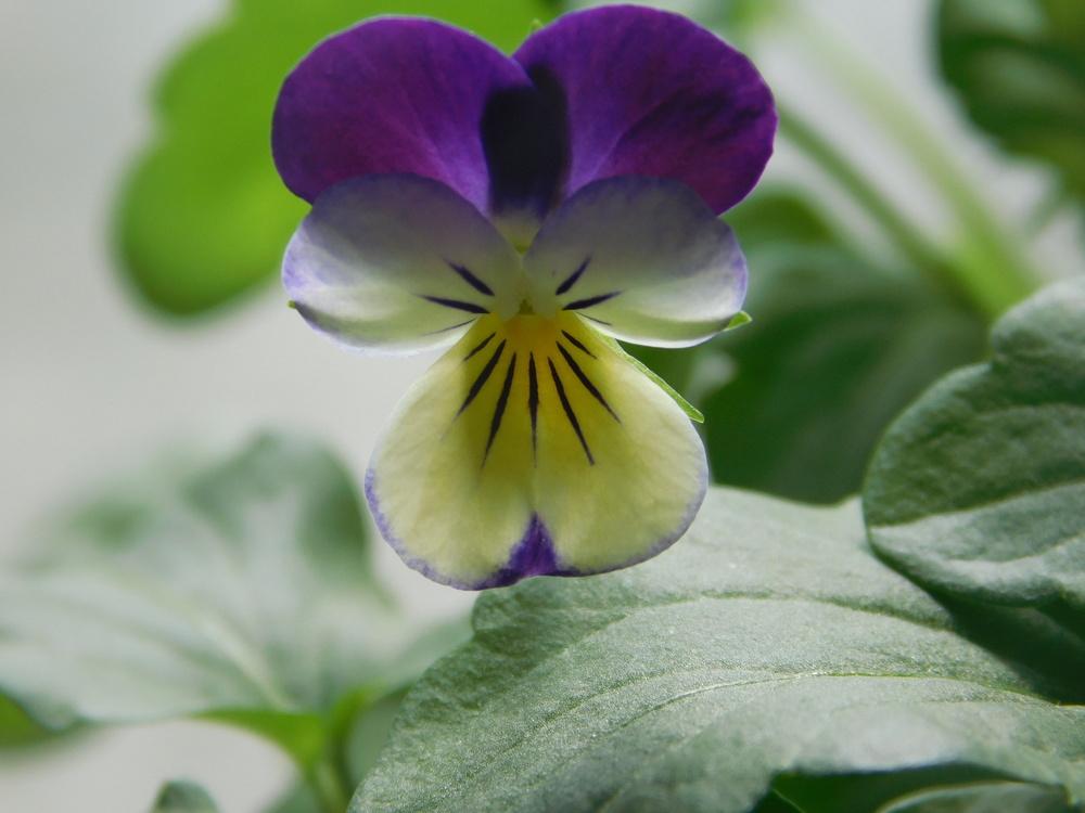 Photo of Johnny Jump-Up (Viola tricolor) uploaded by JHeirloomSeeds