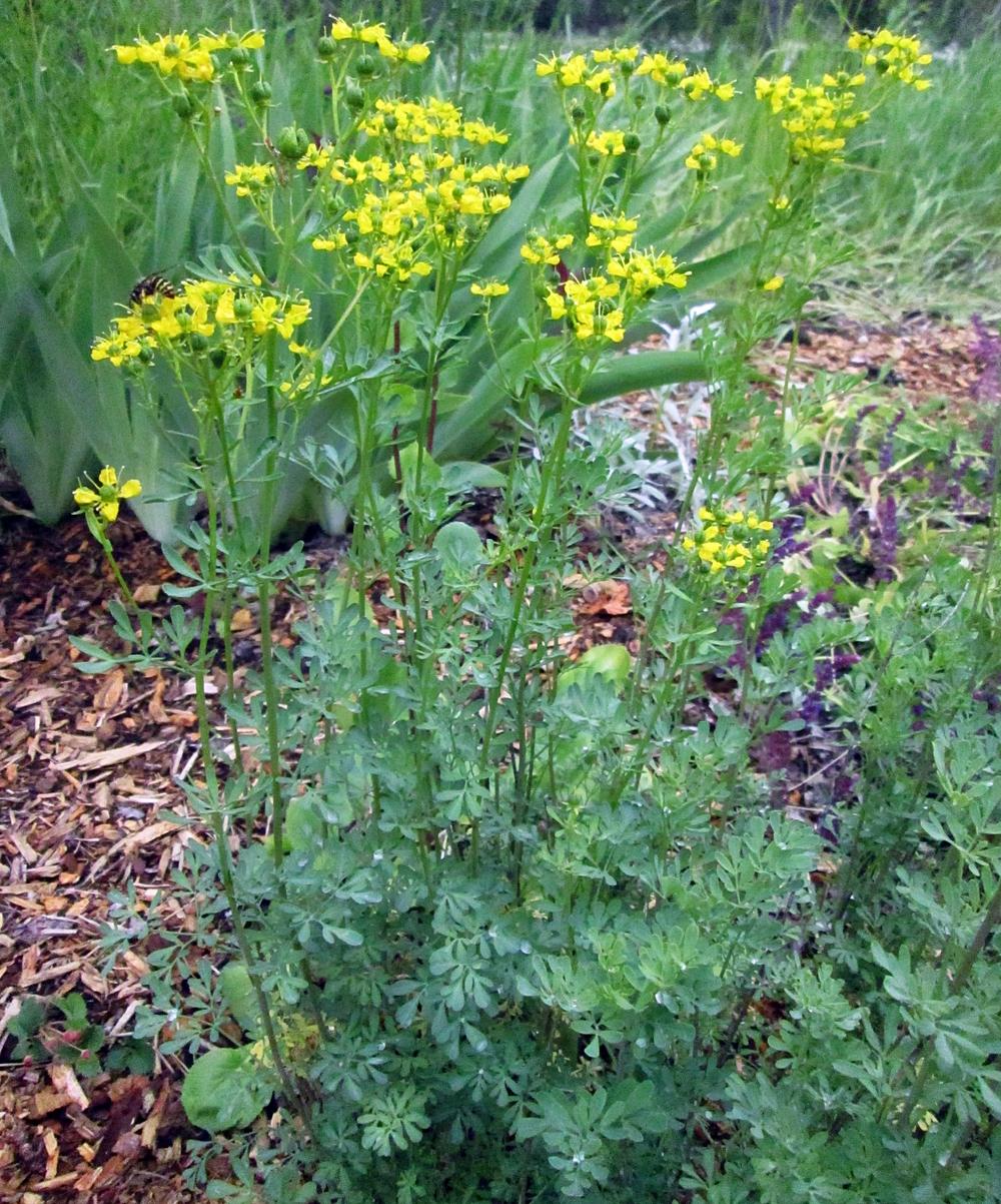 Photo of Common Rue (Ruta graveolens) uploaded by lauribob