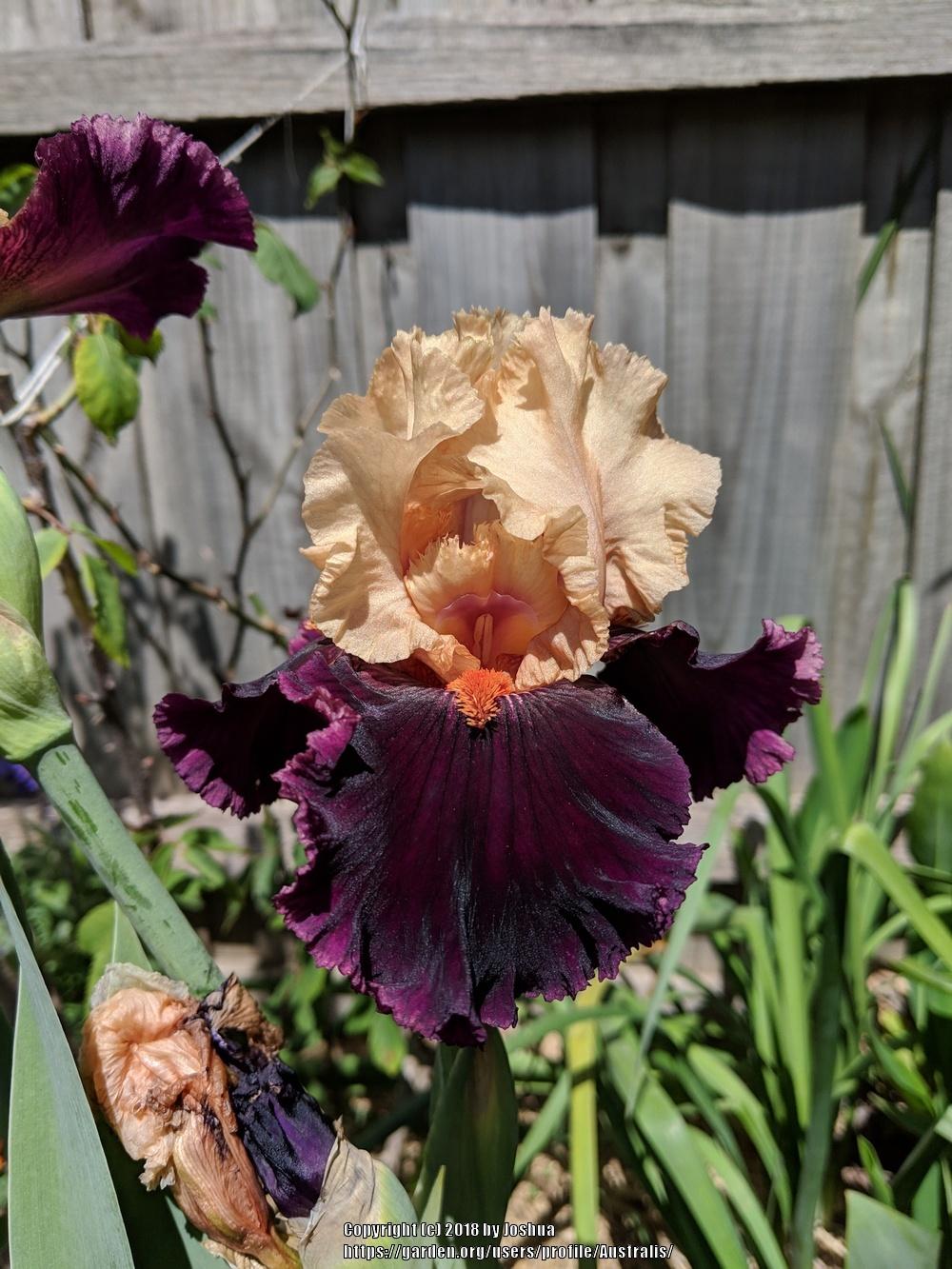 Photo of Tall Bearded Iris (Iris 'Ocelot') uploaded by Australis