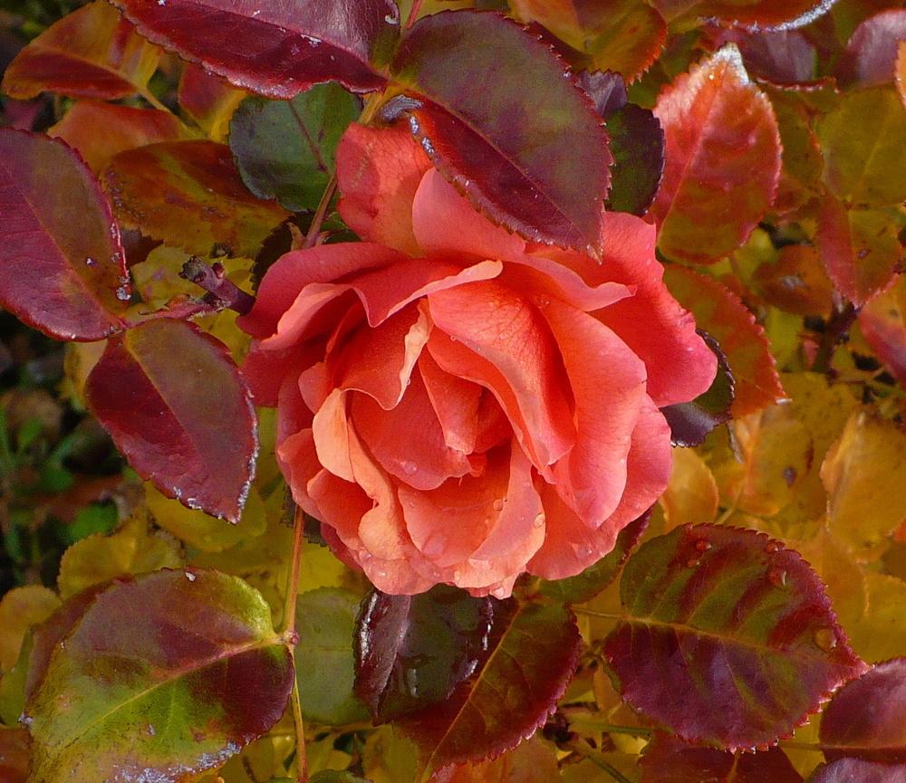 Photo of Rose (Rosa 'Easy Does It') uploaded by HemNorth