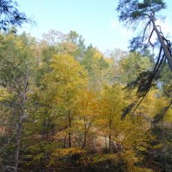 Location: Bushkill Falls in northeast Pennsylvania
Date: 2018-10-25
trees in golden fall color on mountainside