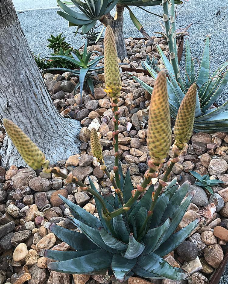 Photo of Aloe (Aloe conifera) uploaded by peettee79