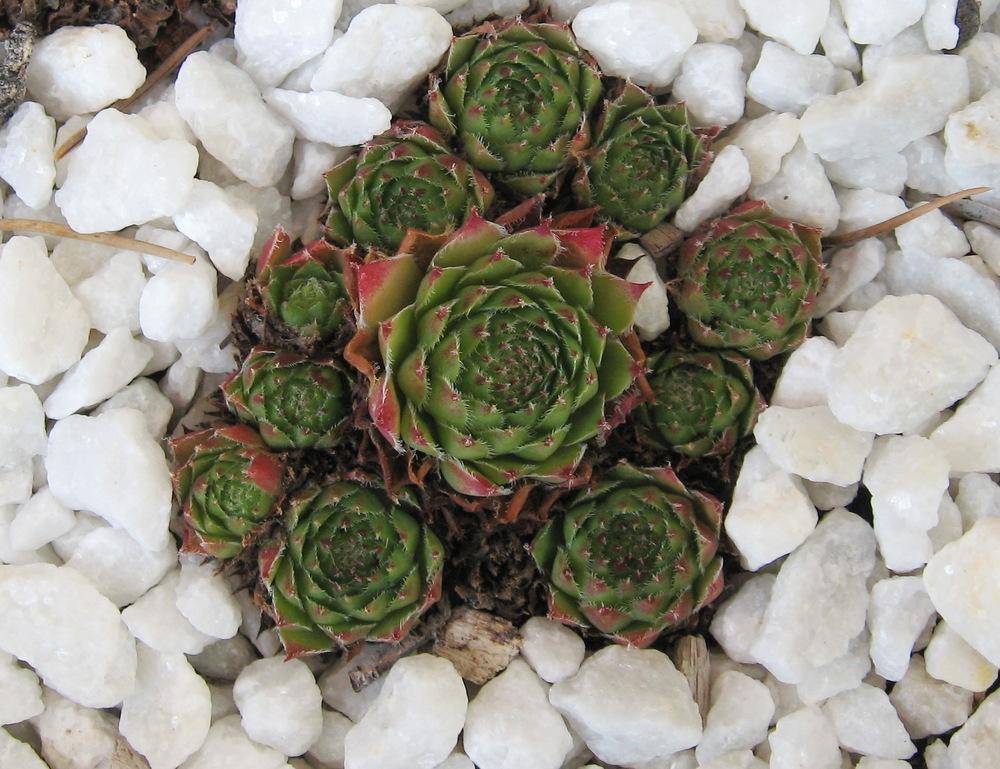 Photo of Hen and Chicks (Sempervivum 'Zepherin') uploaded by plantmanager