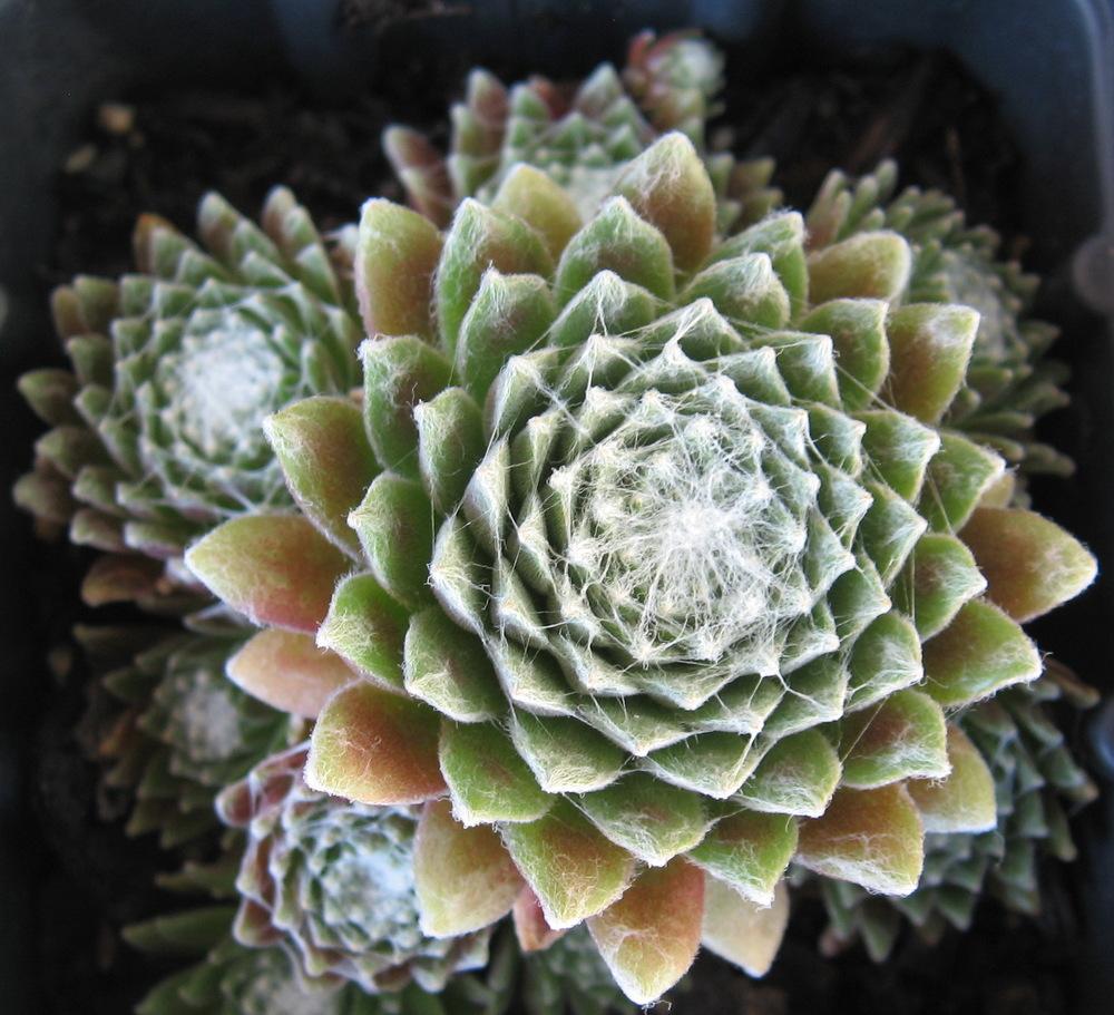Photo of Hen and Chicks (Sempervivum 'Spumanti') uploaded by plantmanager