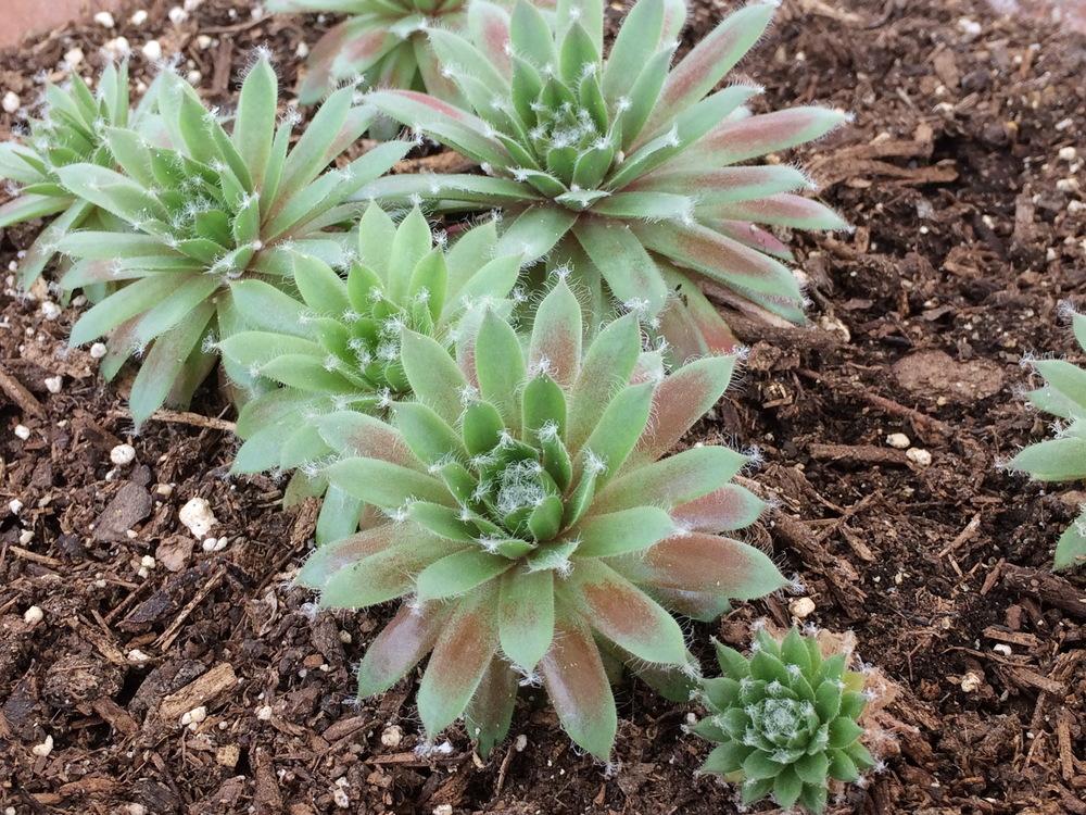 Photo of Hen and Chicks (Sempervivum 'Jade Rose') uploaded by plantmanager