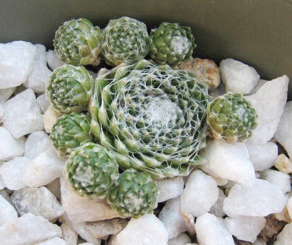 Photo of Hen and Chicks (Sempervivum arachnoideum 'Ali') uploaded by plantmanager