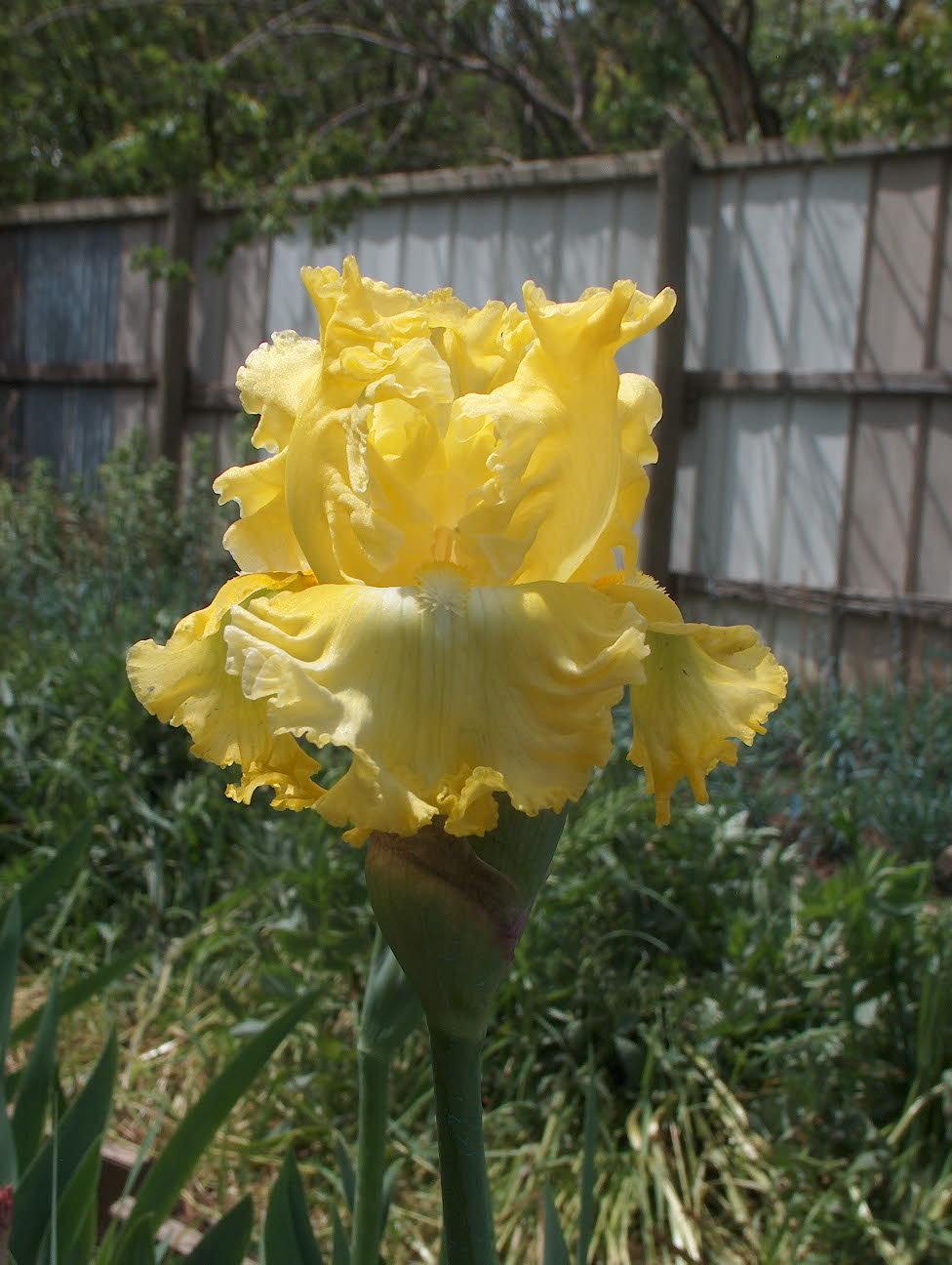 Photo of Tall Bearded Iris (Iris 'That's All Folks') uploaded by vanozzi