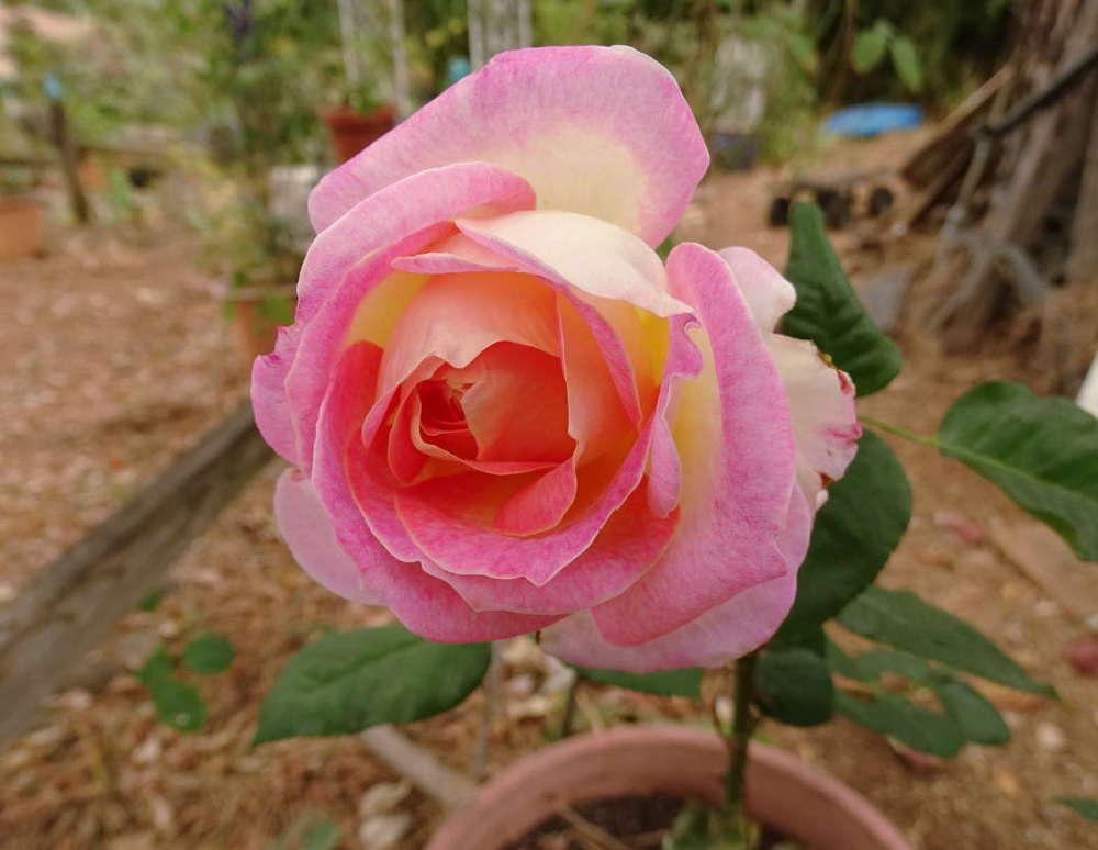 Photo of Rose (Rosa 'California Dreamin'') uploaded by Beth_NorCal