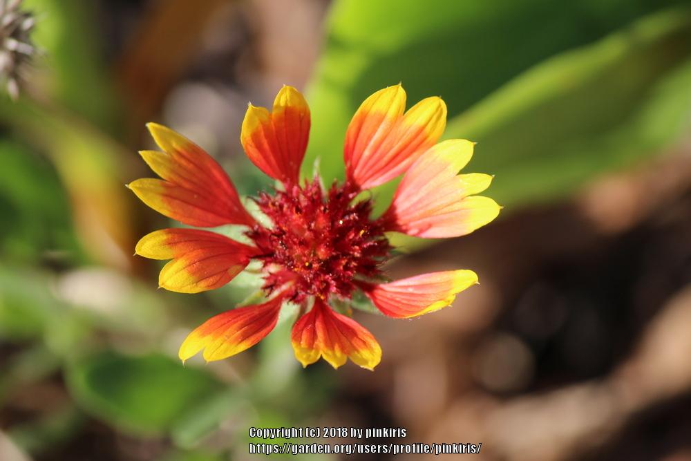 Photo of Blanket Flower (Gaillardia 'Goblin') uploaded by pinkiris
