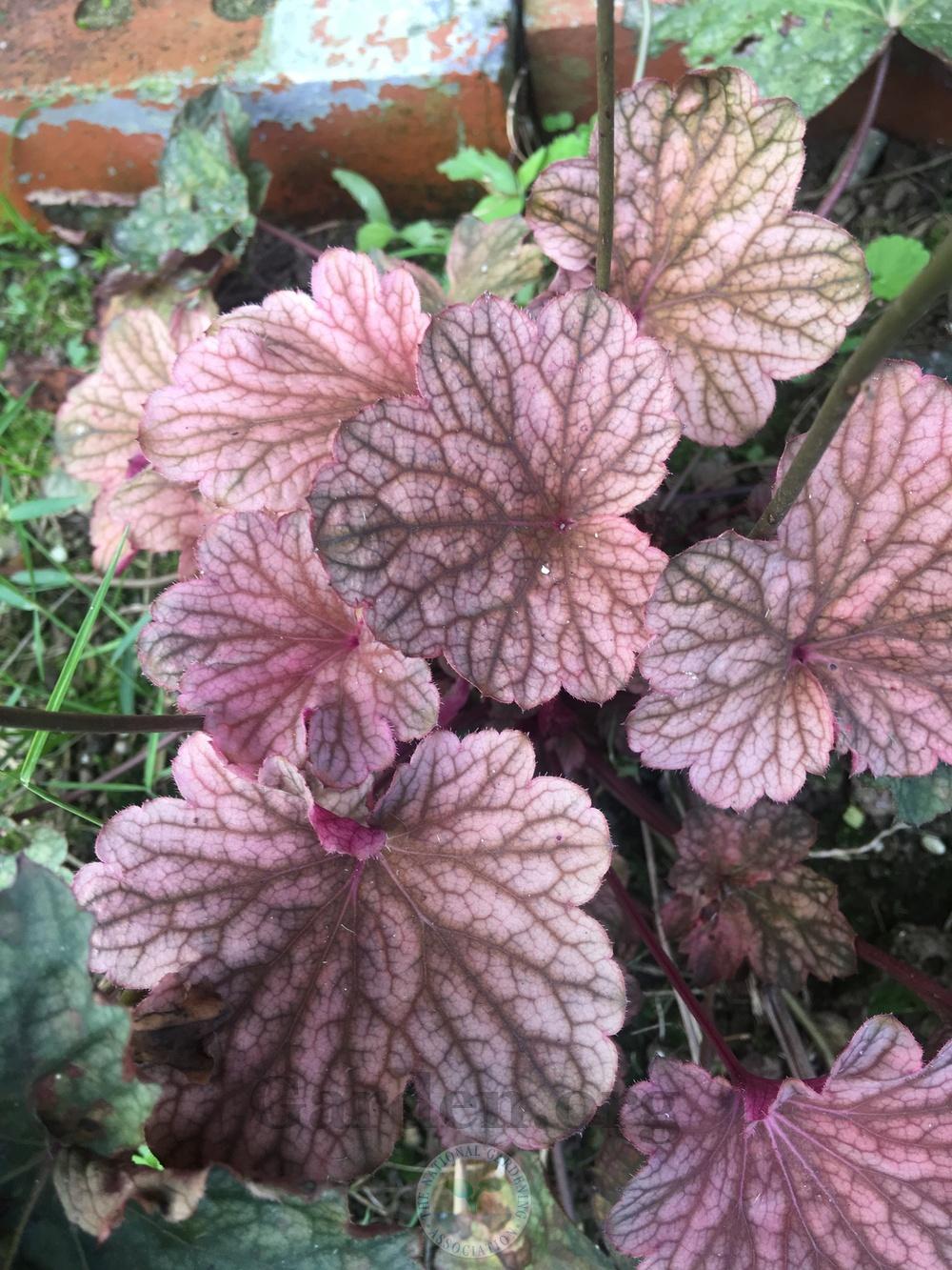 Photo of Coral Bells (Heuchera) uploaded by chickhill