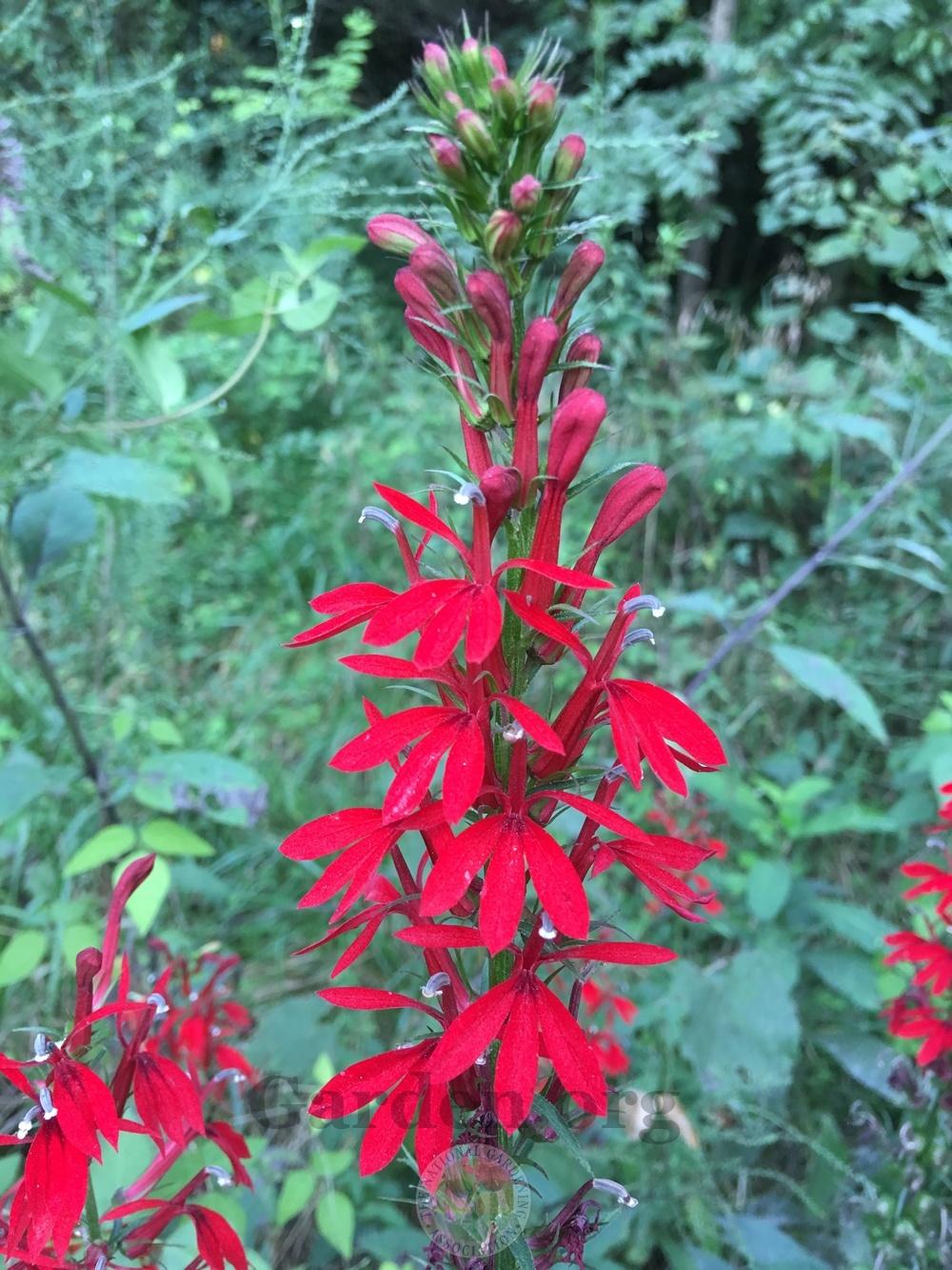Photo of Cardinal Flower (Lobelia cardinalis) uploaded by chickhill