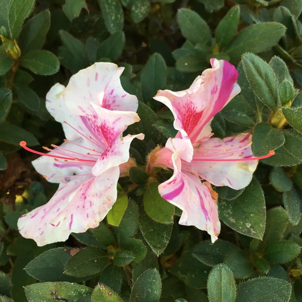 Photo of Azalea (Rhododendron Encore® Autumn Twist™) uploaded by csandt