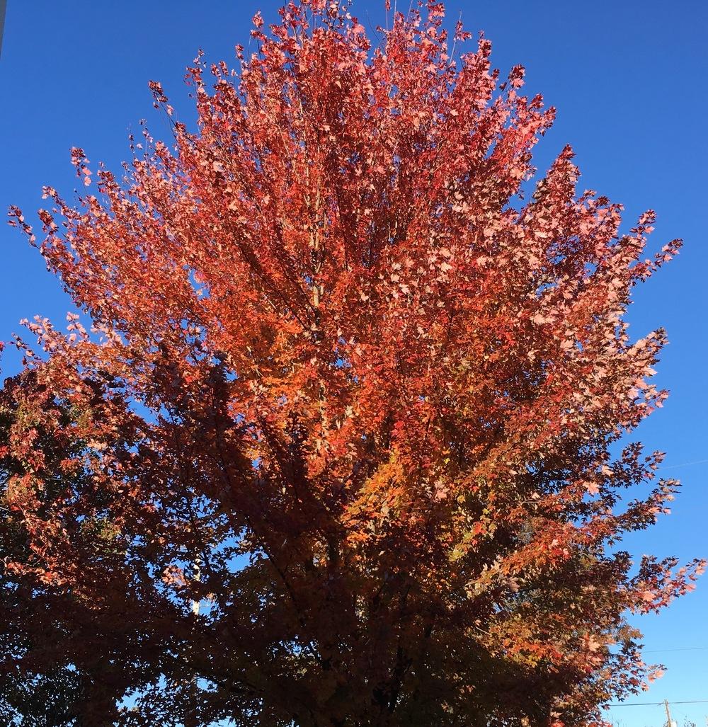 Photo of Freeman's Maple (Acer x freemanii Autumn Blaze®) uploaded by csandt