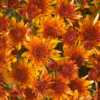 Chrysanthemum x morifolium Avalon Orange