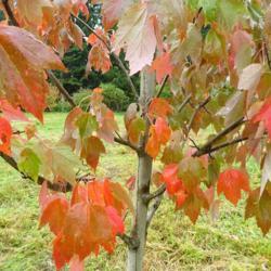 Location: My garden, Cedarhome, WA
Date: 2018-10-07
Frank's Red Maple first turns orange, then brilliant red