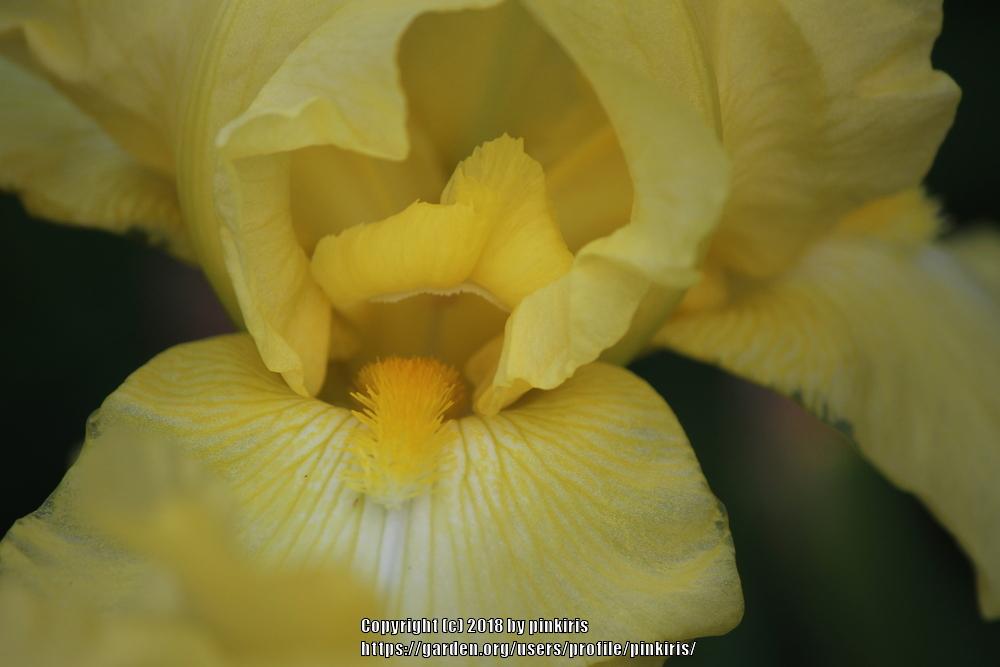 Photo of Tall Bearded Iris (Iris 'Harvest of Memories') uploaded by pinkiris