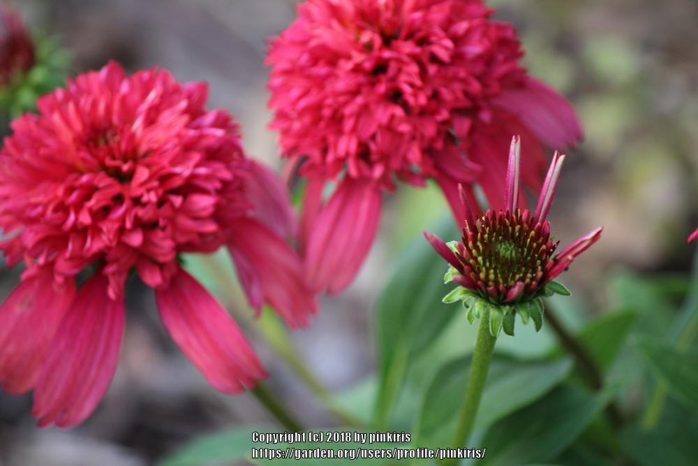 Photo of Coneflower (Echinacea Double Scoop™ Cranberry) uploaded by pinkiris