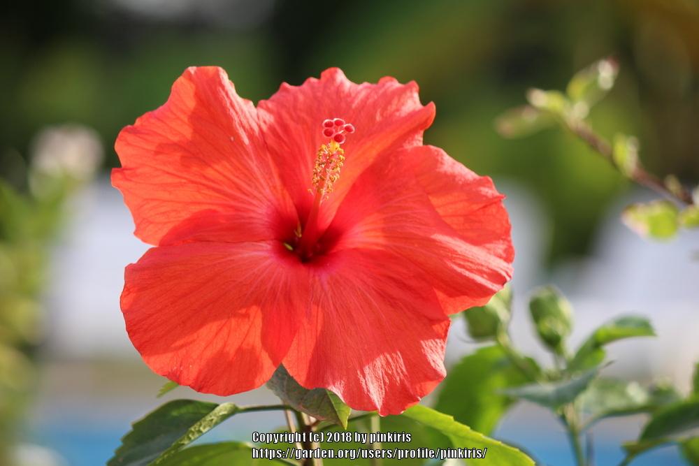 Photo of Tropical Hibiscuses (Hibiscus rosa-sinensis) uploaded by pinkiris