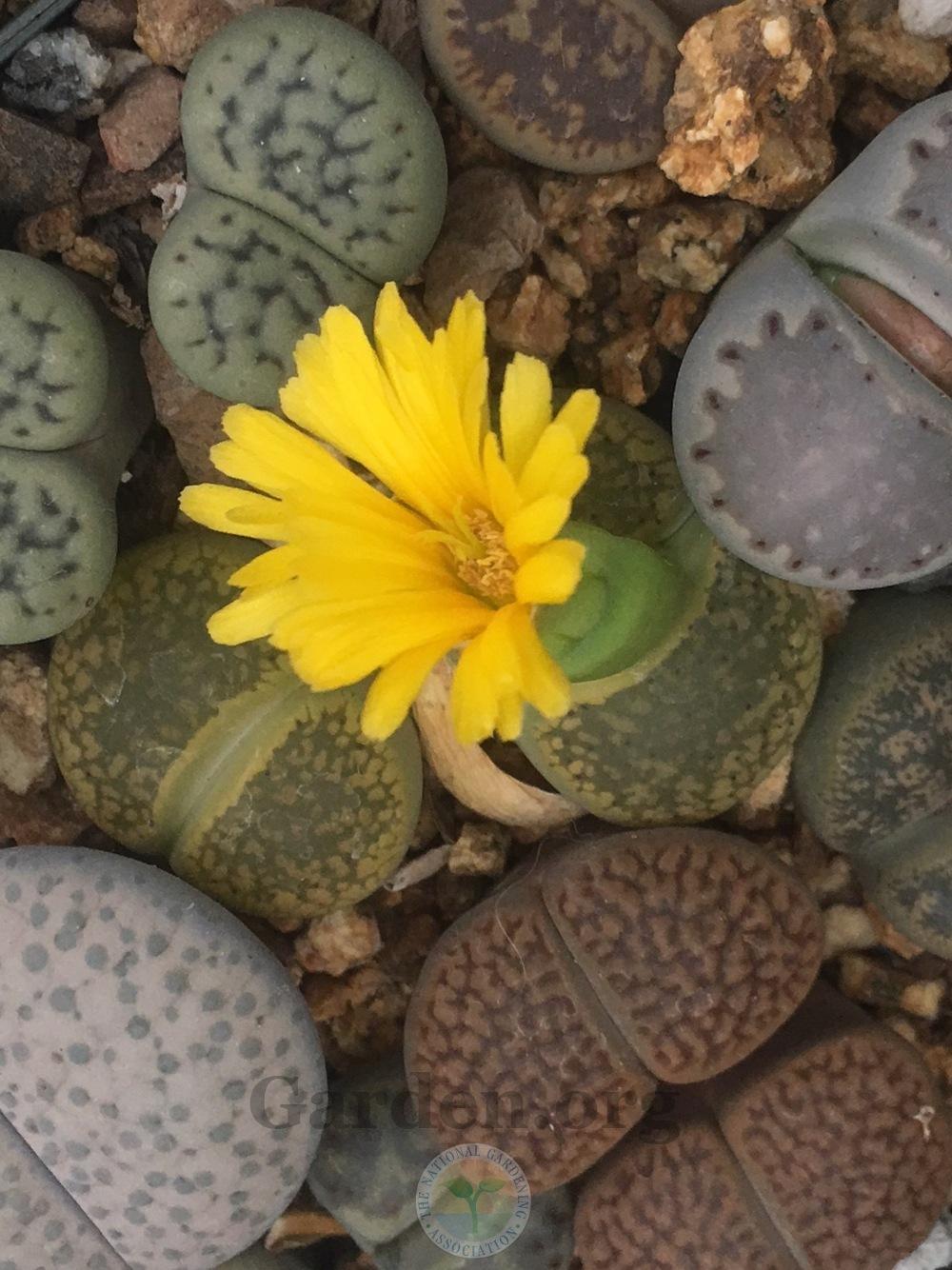Photo of Living Stones (Lithops) uploaded by springcolor
