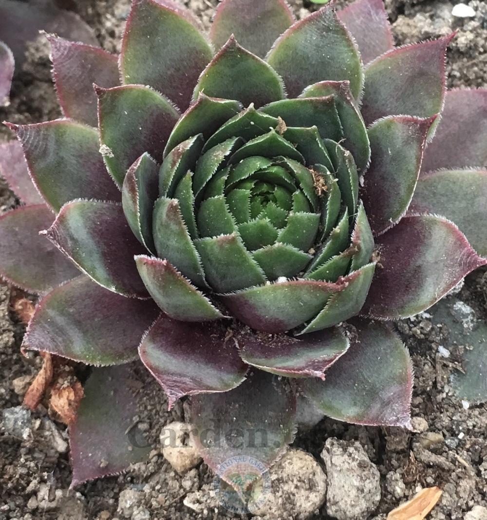 Photo of Hen and Chicks (Sempervivum 'Mother of Many') uploaded by springcolor
