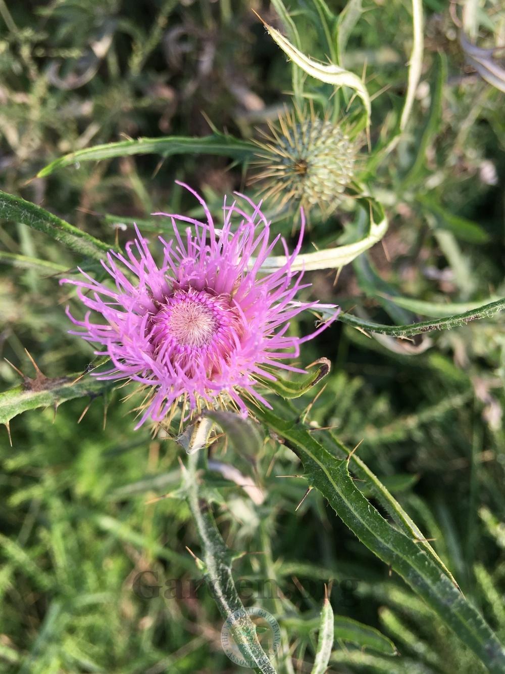 Photo of Thistle (Cirsium) uploaded by chickhill