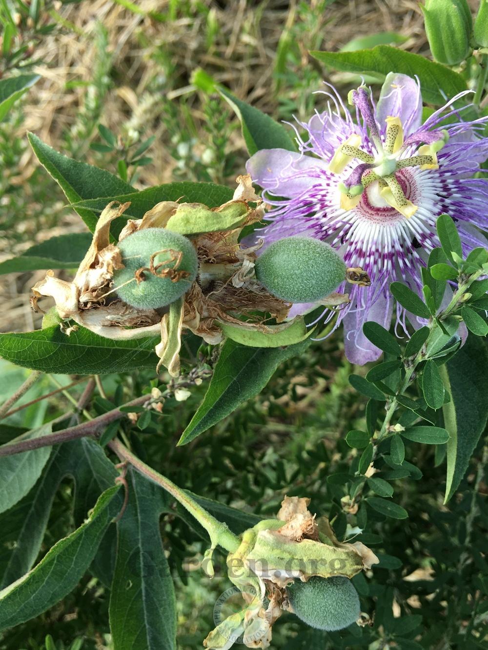 Photo of Maypop (Passiflora incarnata) uploaded by chickhill