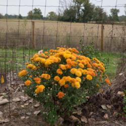 Location: Clinton, Michigan 49236
Date: 2018-10-01
"Chrysanthemum 'Zonta', 2018 photo, Common Name: Hardy Garden Mum