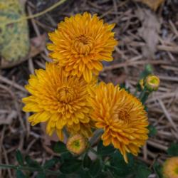 Location: Clinton, Michigan 49236
Date: 2017-09-27
"Chrysanthemum 'Zonta', 2017, Hardy Garden [Mum] #chrysanthemum, 