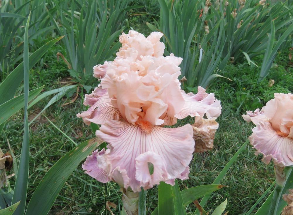 Photo of Tall Bearded Iris (Iris 'Georgette Silk') uploaded by KentPfeiffer