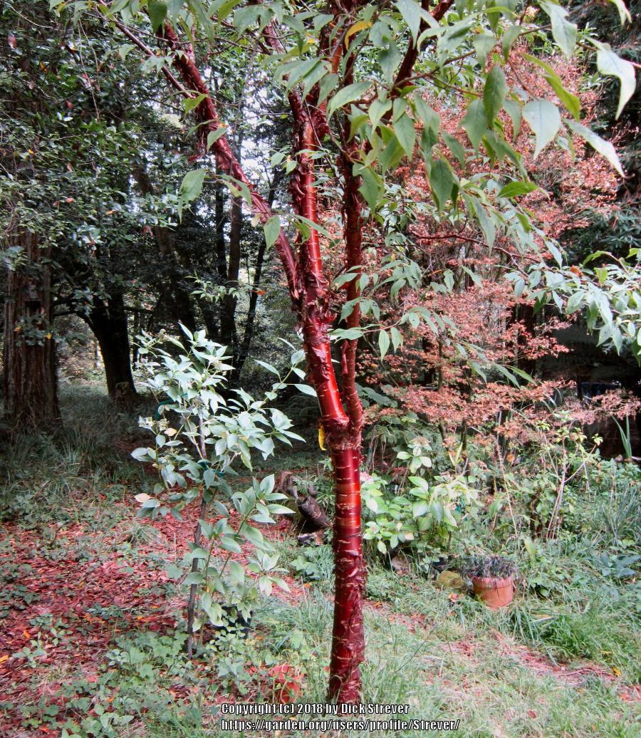 Photo of Ornamental Cherry (Prunus serrula) uploaded by Strever