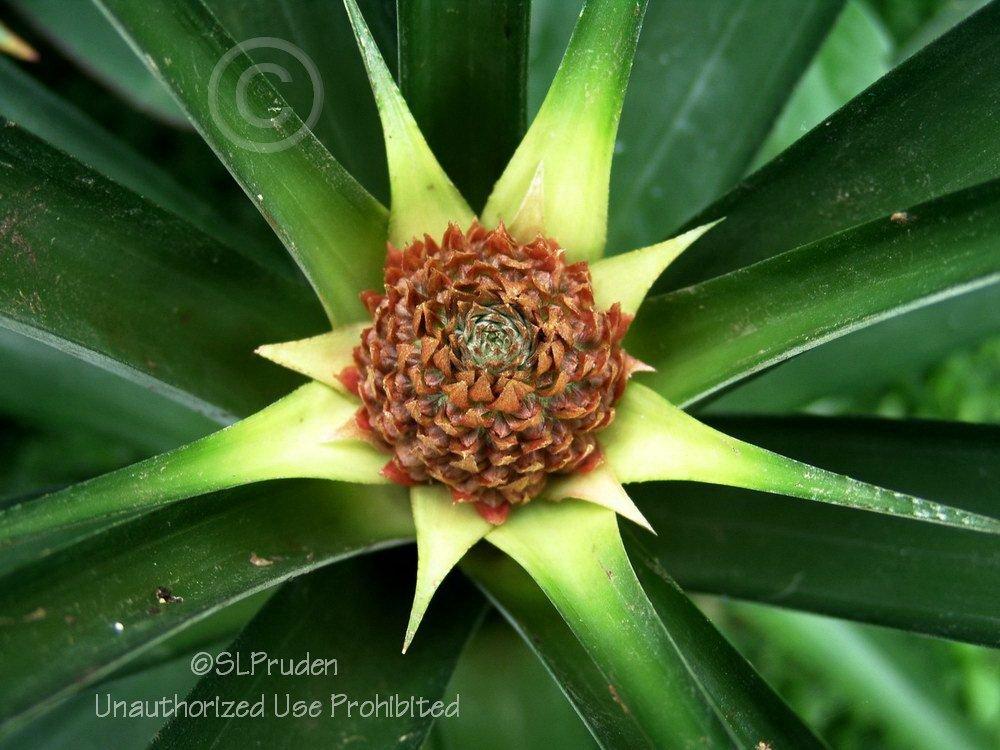 Photo of Pineapple (Ananas comosus) uploaded by DaylilySLP
