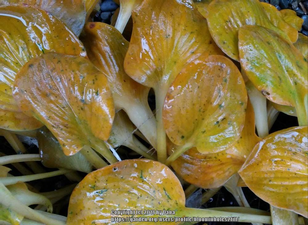 Photo of Hosta 'Blue Mouse Ears' uploaded by bloominholes2fill