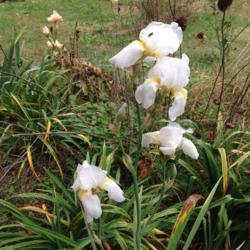 Location: My garden in Northwest Arkansas
Date: 2018-10-31
First full year in the ground. Re-bloom stalk. Priscilla of Corin