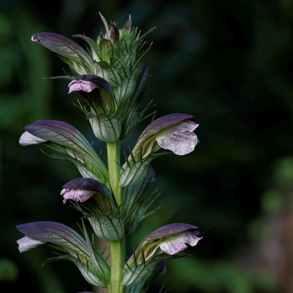 Photo of Bear's Breeches (Acanthus hungaricus) uploaded by dirtdorphins