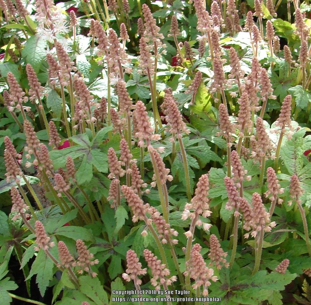 Photo of Foamflower (Tiarella 'Spring Symphony') uploaded by kniphofia
