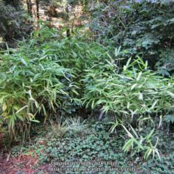 Location: Del Norte county, Ca. amongst the Redwoods
Date: 2018-11-05
Golden Chain Giant Reed