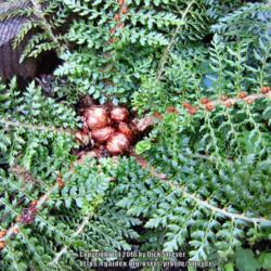 Location: Del Norte county, Ca. amongst the Redwoods
Date: 2018-11-05
Alaskan fern