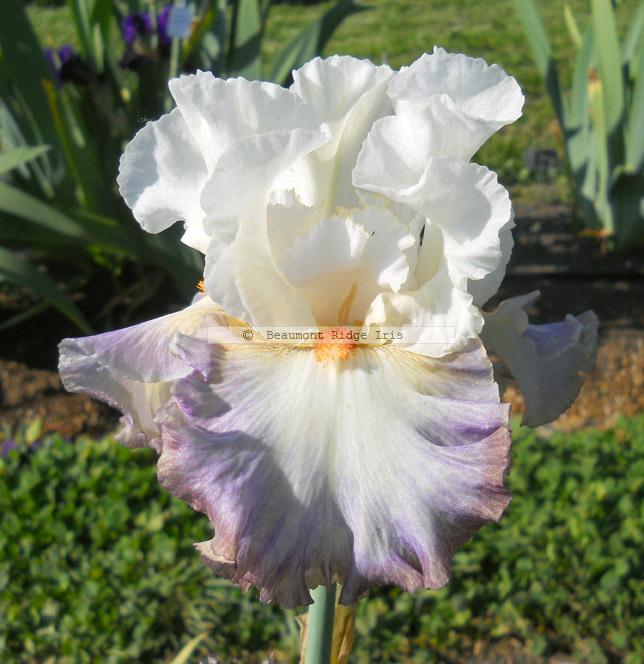 Photo of Tall Bearded Iris (Iris 'Stylish Edge') uploaded by TBMan