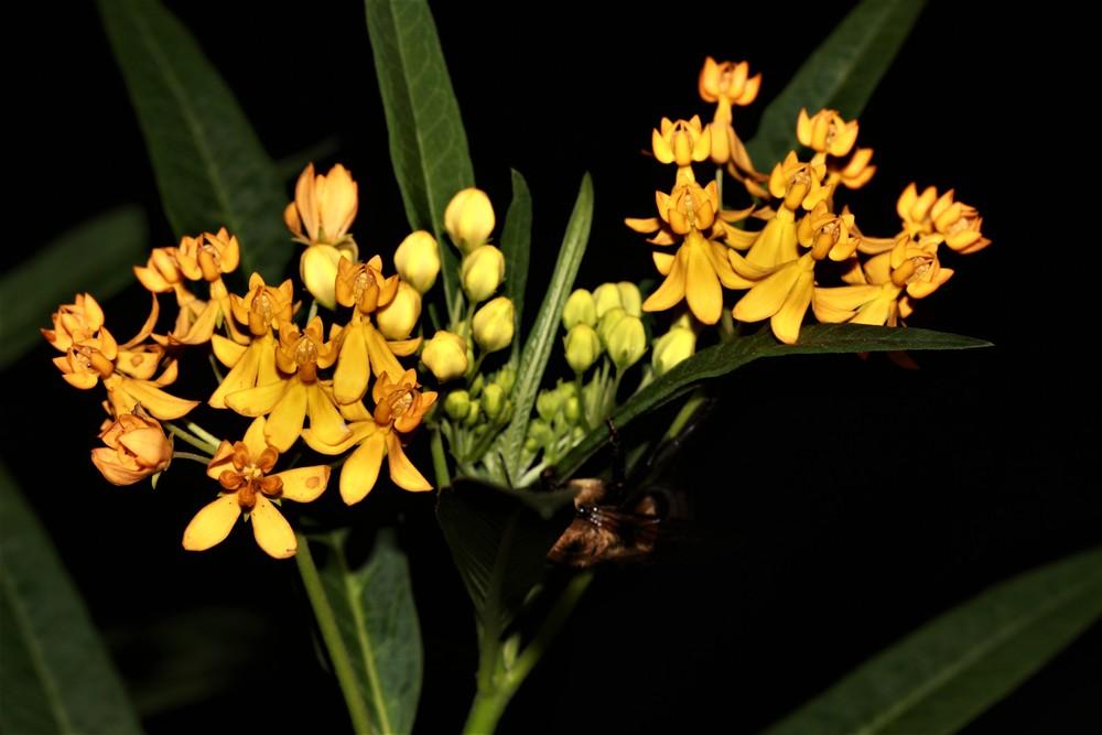 Photo of Tropical Milkweed (Asclepias curassavica 'Silky Gold') uploaded by luvsgrtdanes