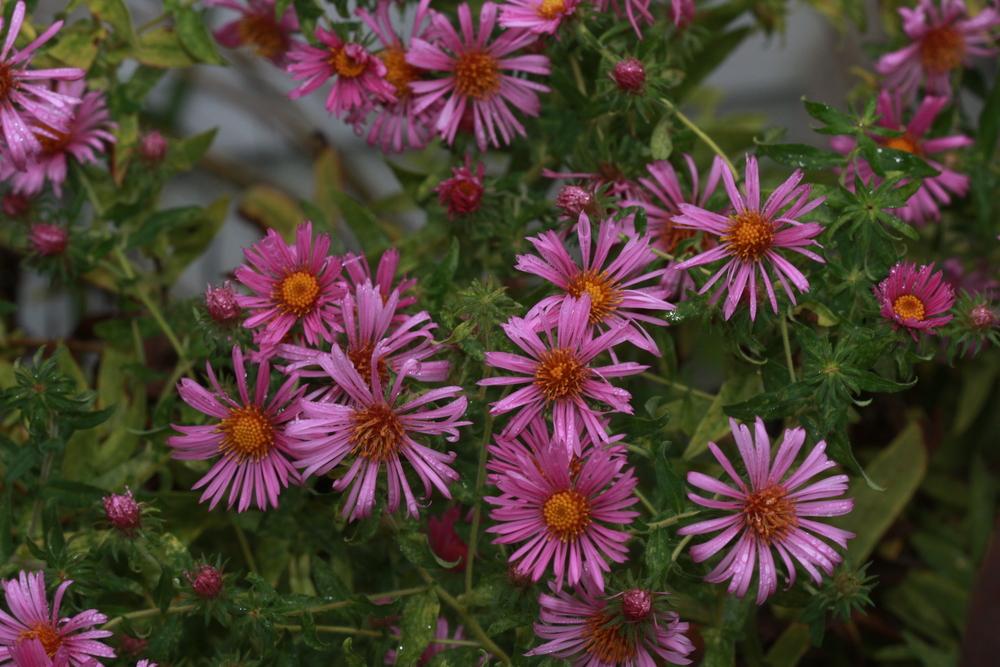 Photo of New England Aster (Symphyotrichum novae-angliae 'Andenken an Alma Pötschke') uploaded by luvsgrtdanes