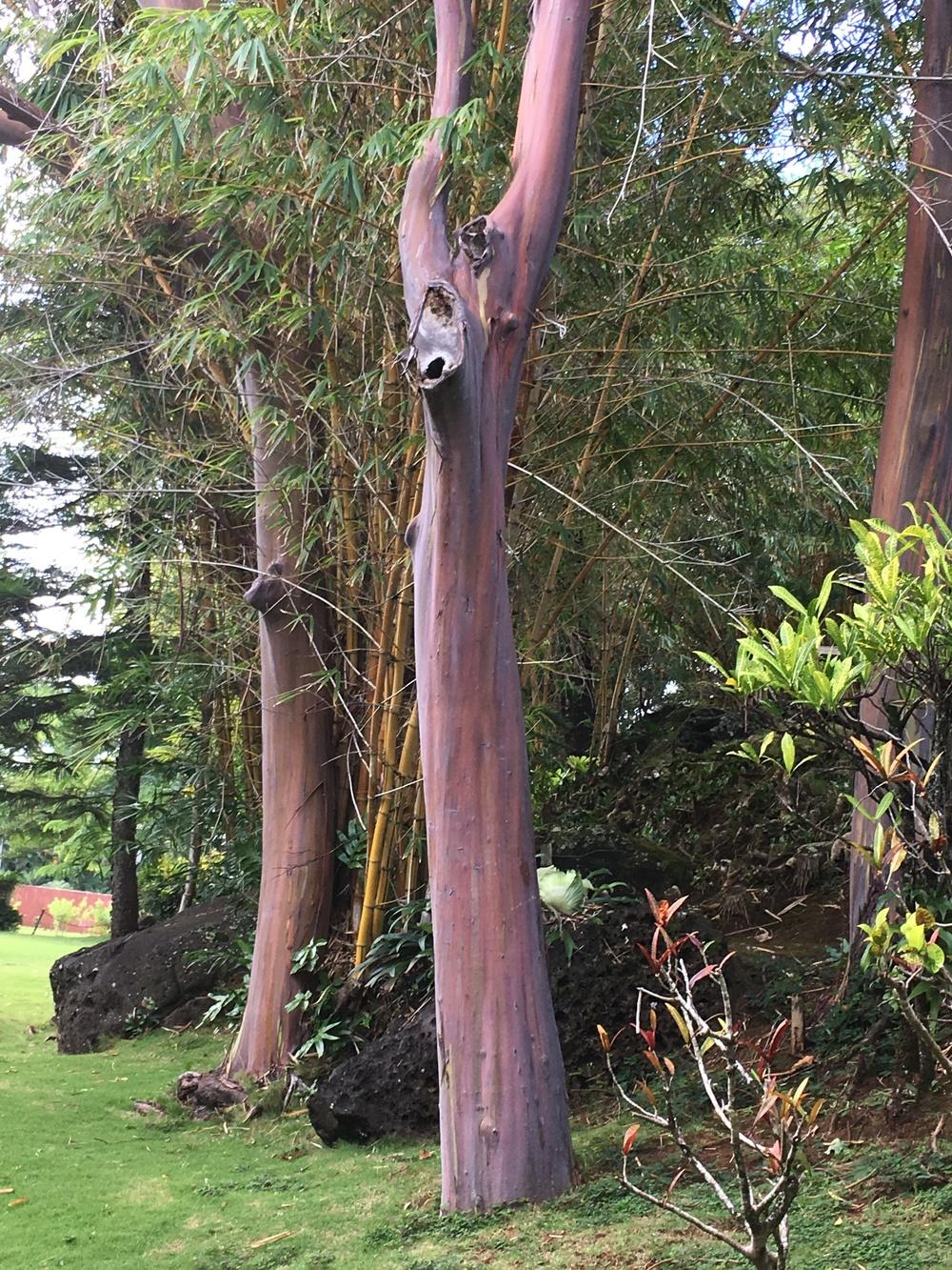 Photo of Rainbow Eucalyptus (Eucalyptus deglupta) uploaded by Lucichar