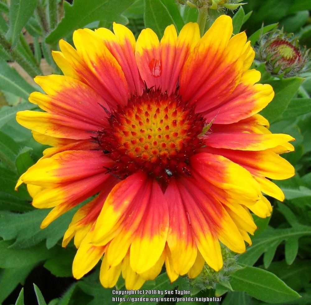 Photo of Blanket Flower (Gaillardia 'Arizona Sun') uploaded by kniphofia