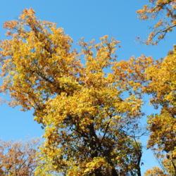 Location: Jenkins Arboretum in Berwyn, Pennsylvania
Date: 2018-11-04
tree crowns in golden fall color