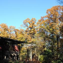 Location: Jenkins Arboretum in Berwyn, Pennsylvania
Date: 2018-11-04
several trees in golden fall color