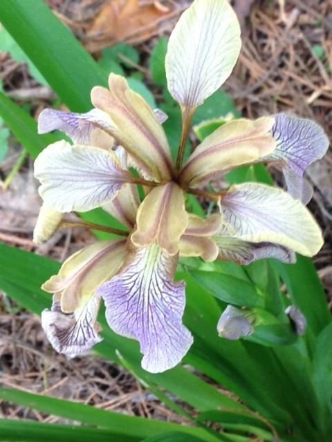 Photo of Species Iris (Iris foetidissima) uploaded by bellaluna