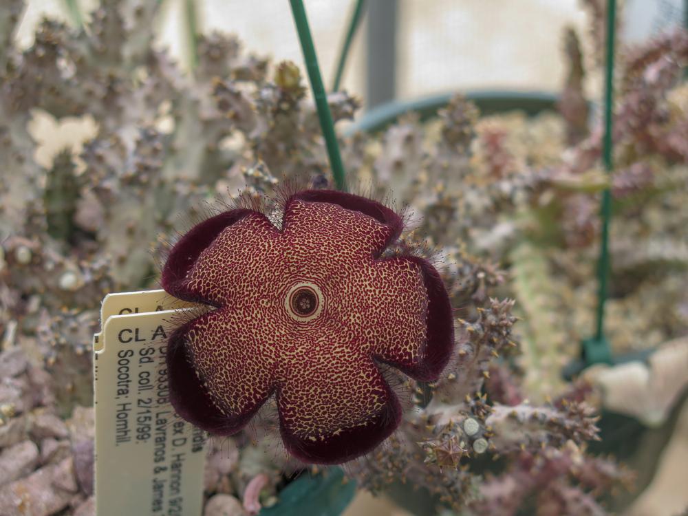 Photo of Persian Carpet Flower (Ceropegia sordida) uploaded by Baja_Costero