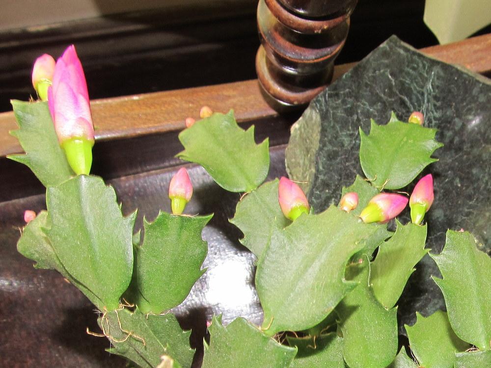 Photo of Christmas Cactus (Schlumbergera truncata) uploaded by jmorth