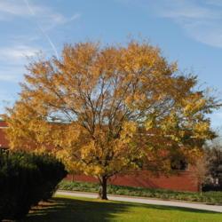 Location: Downingtown, Pennsylvania
Date: 2018-11-08
full-grown tree in golden fall colour